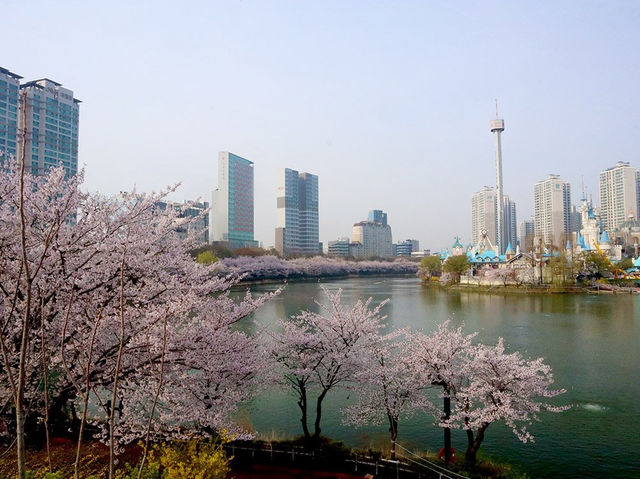 Seokchon Lake Cherry Blossoms: Seoul’s Hidden Pink Oasis