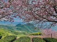 Alishan Cherry Blossoms: A Misty Mountain Dream in Taiwan