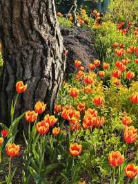 Spring Blooms and Serene Landscapes