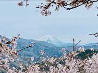  Oboshi Park Sakura – A Fuji-Framed Cherry Blossom Wonderland