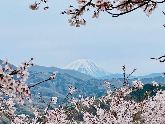  Oboshi Park Sakura – A Fuji-Framed Cherry Blossom Wonderland