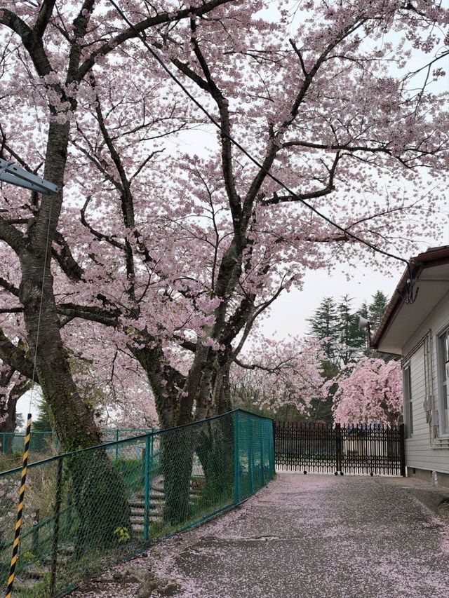 來日本 選對季節 處處是櫻花