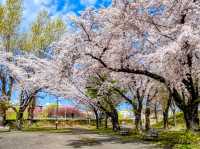 札幌農試公園，市民賞櫻踏青的農業試驗園區