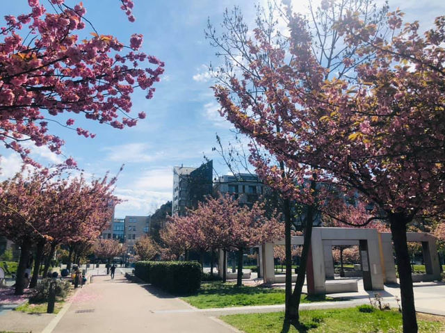 Blossoms in Slovenia, Ljubljana