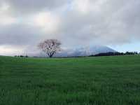  A Symbol of Spring's Quiet Beauty
