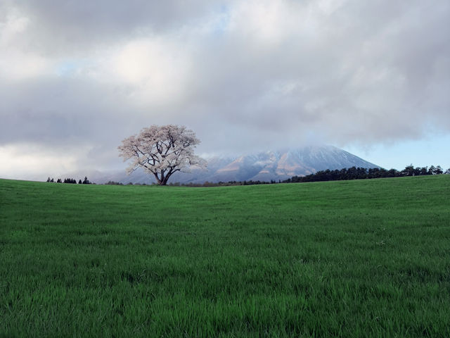  A Symbol of Spring's Quiet Beauty