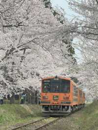 火車櫻花隧道