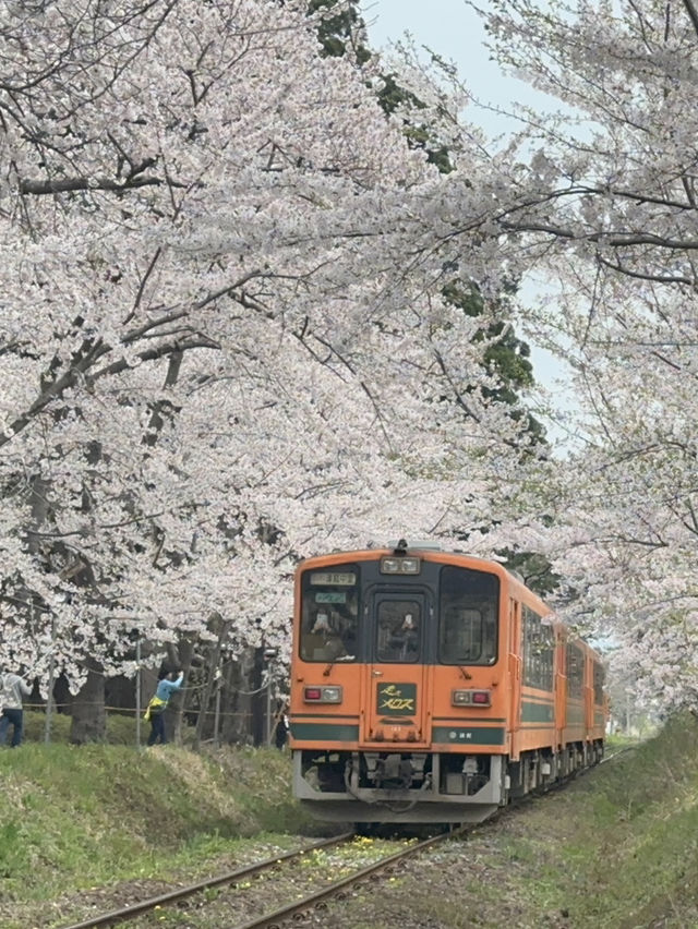 火車櫻花隧道