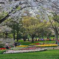 Seasonal Wonders at Showa Kinen Park