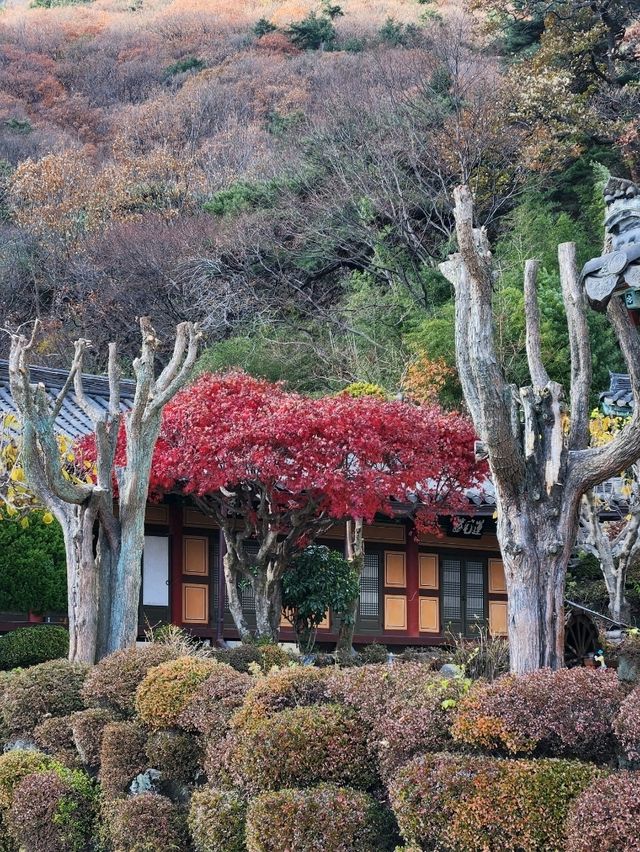 물레방아가 돌아가는 고즈넉하고 작은 암자, 비로암