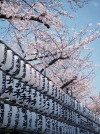 Tokyo | The Beauty of Asakusa Temple in March and April 🌸✨