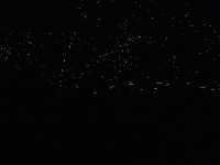日踏桐花毯，夜數螢火星的西湖渡假村