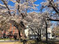 仙台最便捷的市區賞櫻景點---西公園