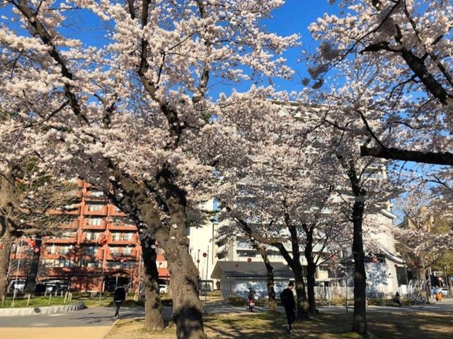 仙台最便捷的市區賞櫻景點---西公園