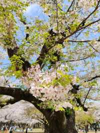 Beautiful Sakuras At Yoyogi Park