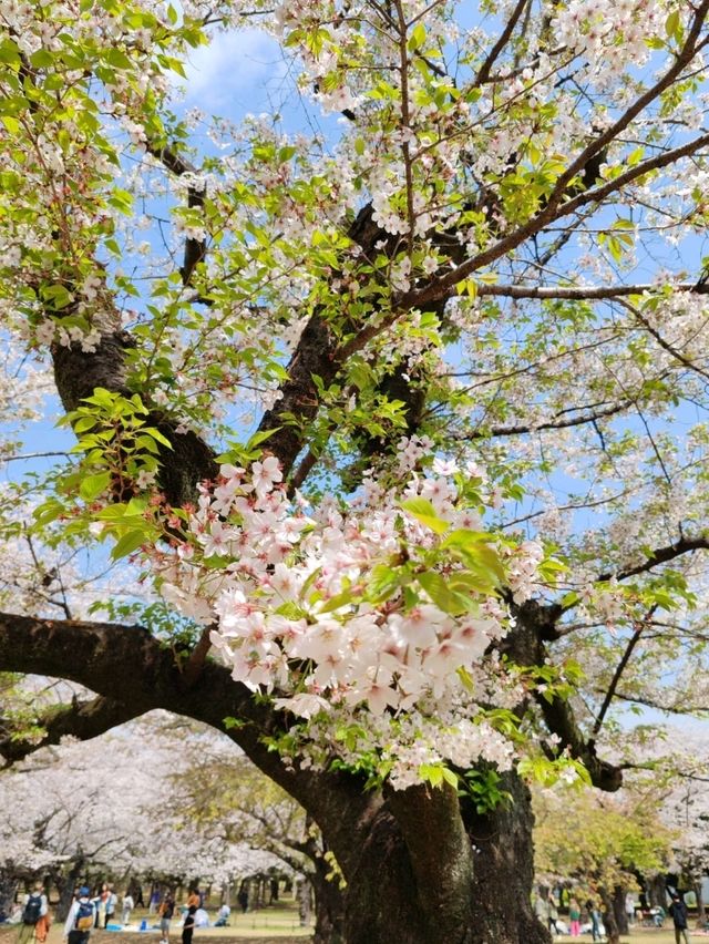 Beautiful Sakuras At Yoyogi Park