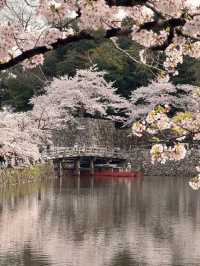 Cherry Blossom Scent in the Air – Kyoto's Nearby Must-Visit Spots 🌸