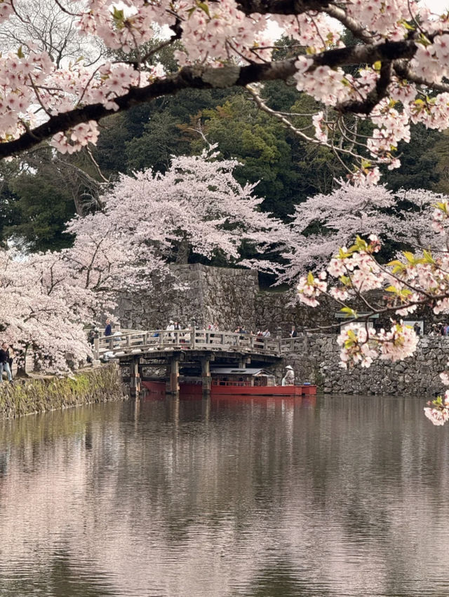 Cherry Blossom Scent in the Air – Kyoto's Nearby Must-Visit Spots 🌸