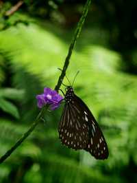 Batu Ferringhi 2D1N Itinerary: Nature and Beach Escape