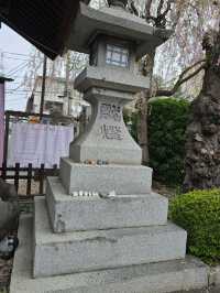 枝垂れ桜の美しい神社🌸
