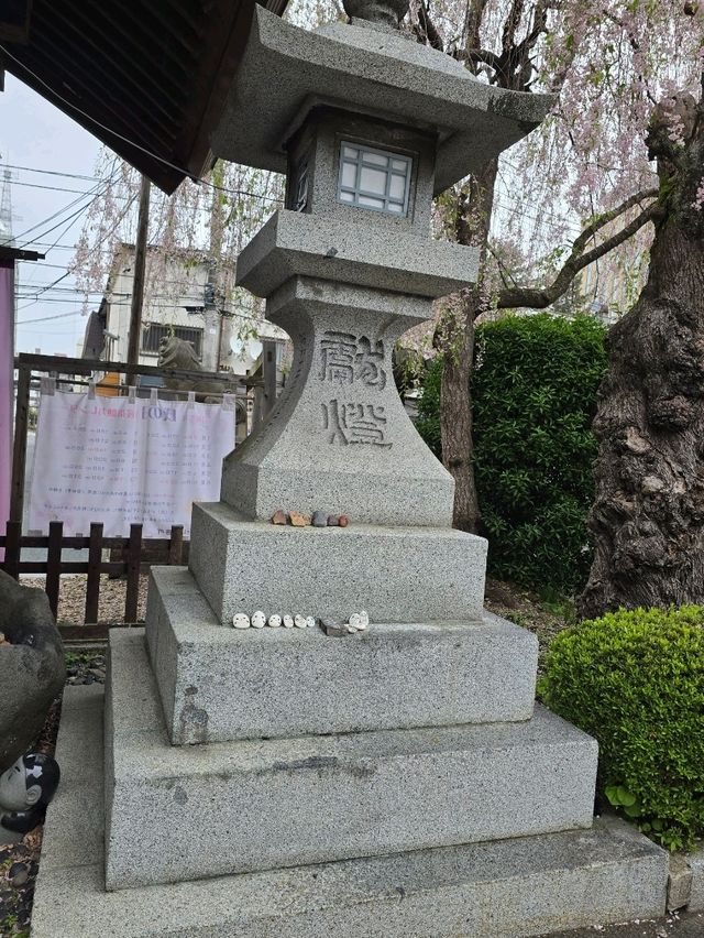 枝垂れ桜の美しい神社🌸