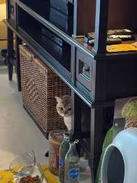 Pet friendly Hotels Intercontinental หัวหิน