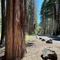 🏔️ Escape to Yosemite: A Breathtaking Day Trip from San Francisco! 🏞️