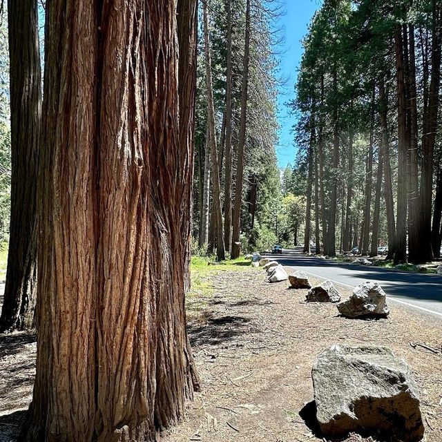 🏔️ Escape to Yosemite: A Breathtaking Day Trip from San Francisco! 🏞️