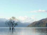 紐西蘭南島｜Wanaka 的慢生活節奏｜與「孤獨樹」共享午後陽光
