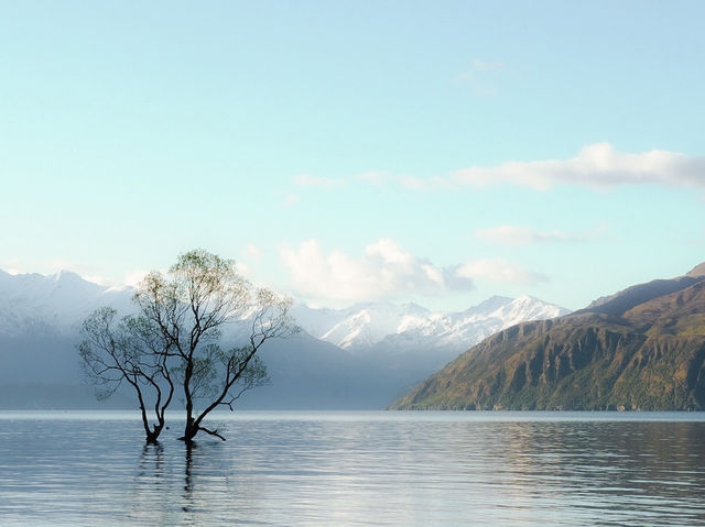 紐西蘭南島｜Wanaka 的慢生活節奏｜與「孤獨樹」共享午後陽光