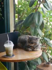 คาเฟ่ร้านหนังสือสุดฮีลใจ 📔🐈