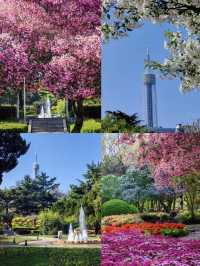 🎨 Dalian Labor Park – Spring Blossoms Like a Monet Painting