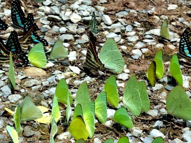 เทศกาลชมผีเสื้อที่บ้านกร่าง แก่งกระจาน🦋🦋
