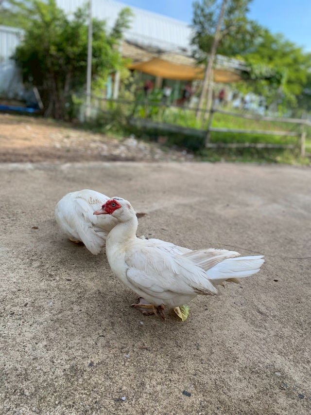 รีวิวที่พักสีเขียว อยู่สบาย 