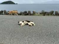 世界六大貓島之一🐱🐱🐱🐱🐱貓奴天堂🥰