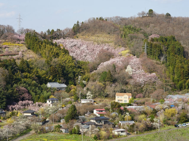 JR東日本鐵路周遊券：福島賞櫻 