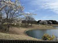 🌸【春日花季攻略】國營常陸海濱公園｜錯過粉蝶花也不怕，鬱金香、櫻花、童話風車一次收服你的鏡頭！