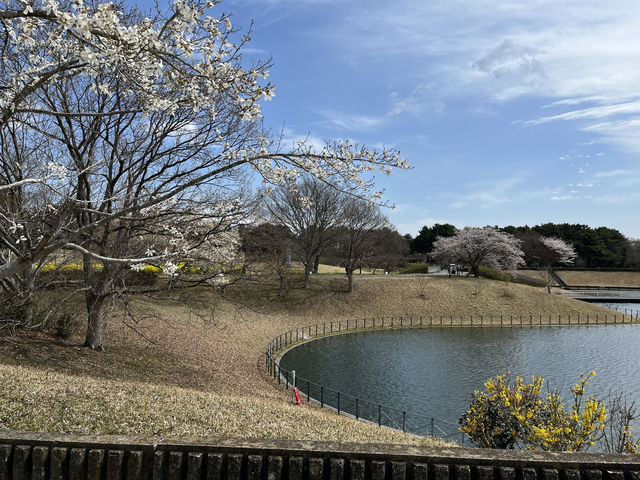 🌸【春日花季攻略】國營常陸海濱公園｜錯過粉蝶花也不怕，鬱金香、櫻花、童話風車一次收服你的鏡頭！