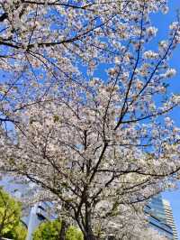 OKAWA RIVER| OSAKA’S BLOSSOM-FILLED WATERFRONT ESCAPE