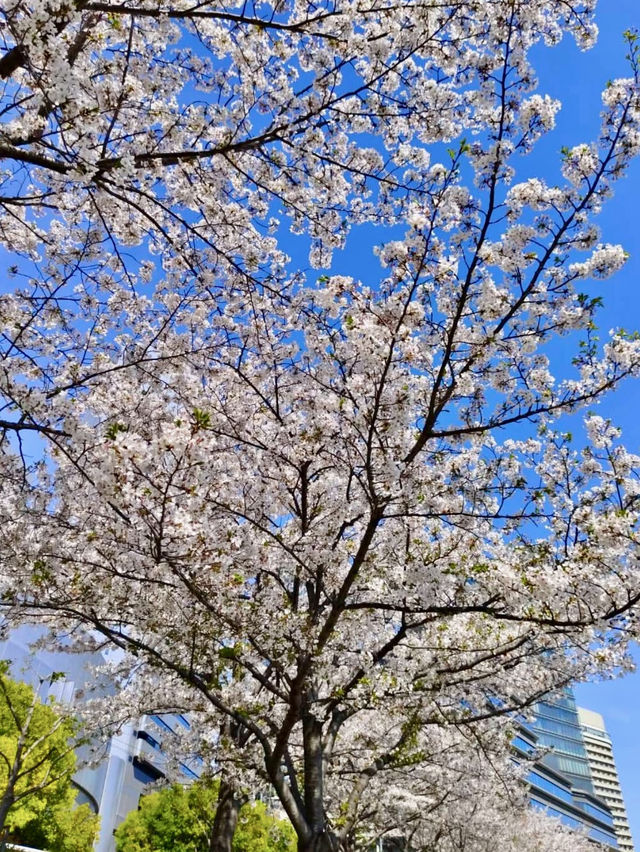 OKAWA RIVER| OSAKA’S BLOSSOM-FILLED WATERFRONT ESCAPE
