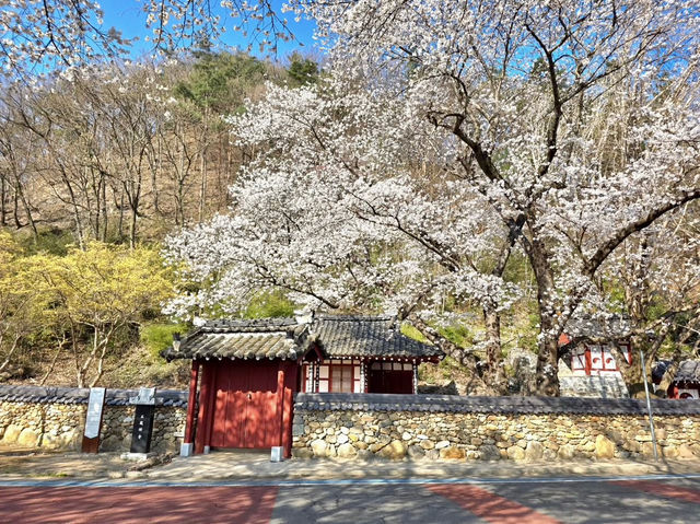 SEOMJINGANG CHERRY BLOSSOM ROAD | GURYE’S RIVERSIDE SPRING WONDER