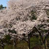 SEOUL GARDEN | A CHERRY BLOSSOM GETAWAY IN THE CITY 🌸🏙️✨
