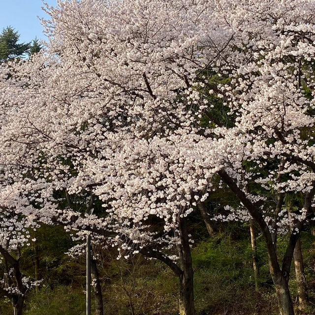 SEOUL GARDEN | A CHERRY BLOSSOM GETAWAY IN THE CITY 🌸🏙️✨