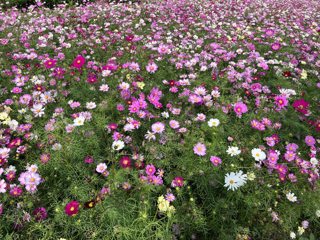 淡路島！花さじき！