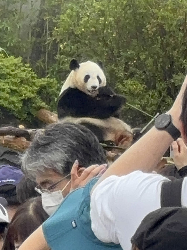 白浜のパンダ、30年間ありがとう❤️