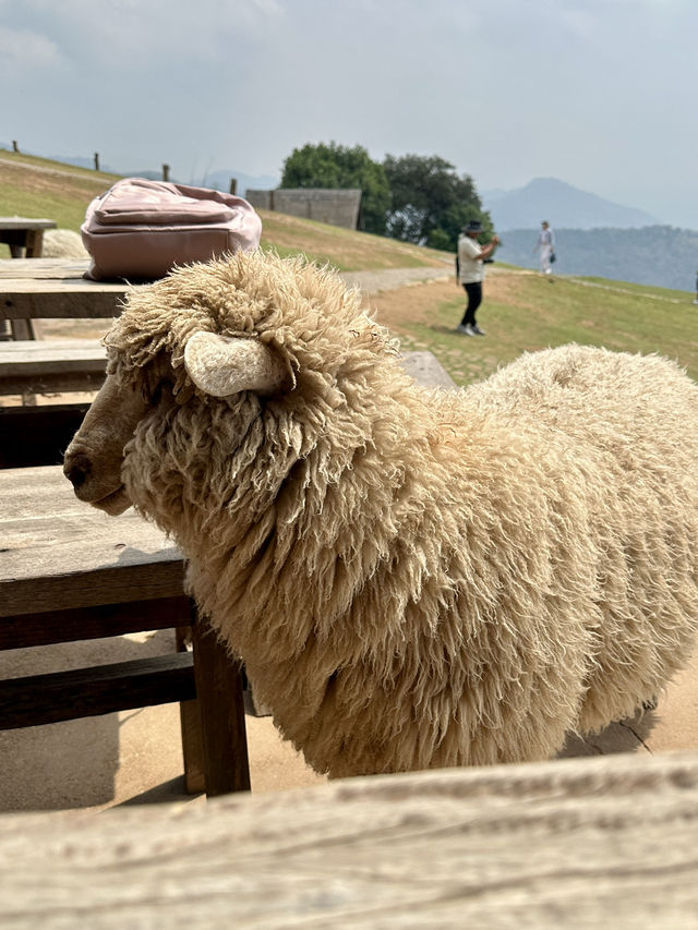 ฟาร์มในฝันที่มีมากกว่าความสวย…🌾🐑
