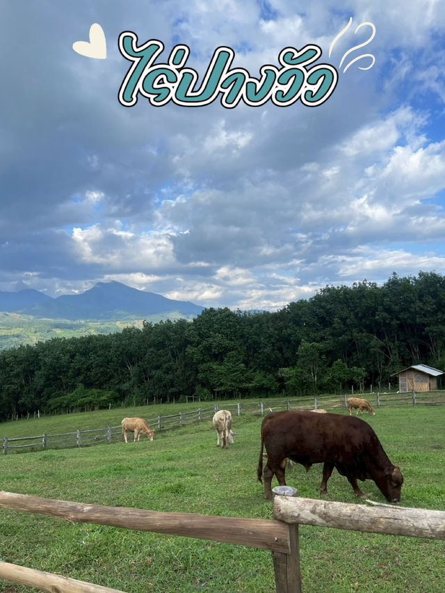 ไร่ปางวัว🐄 @น่าน