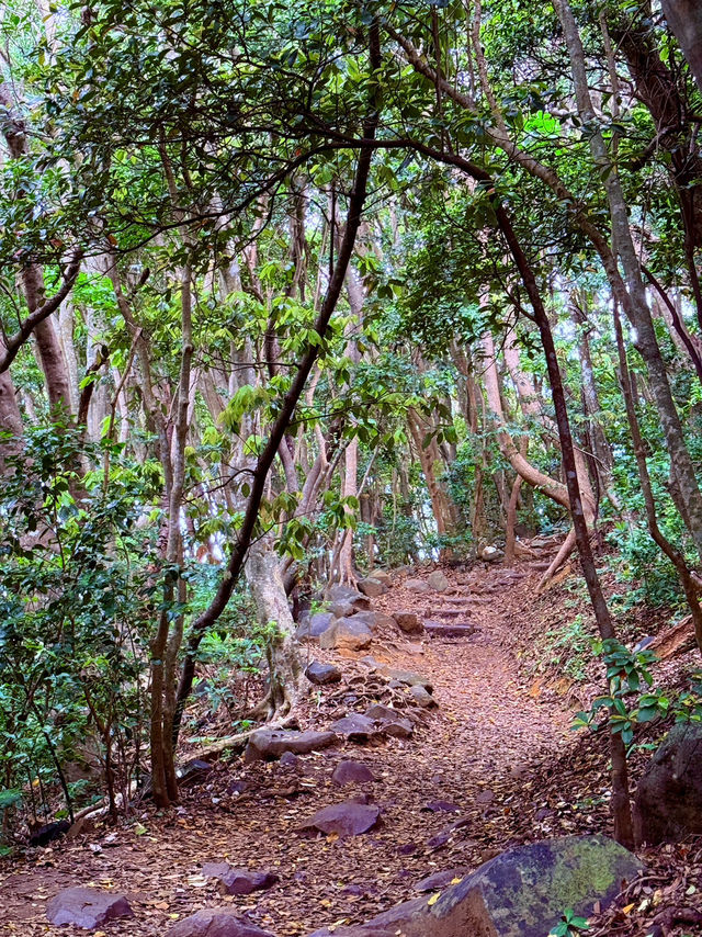 糸島龍貓森林