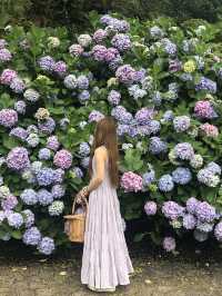 迫力満点　下田公園の紫陽花