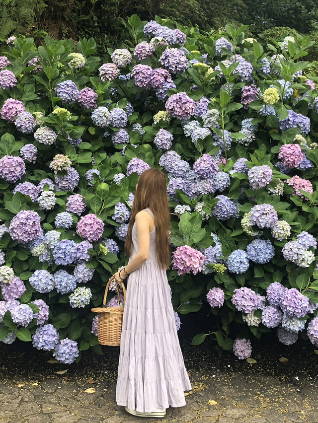 迫力満点　下田公園の紫陽花